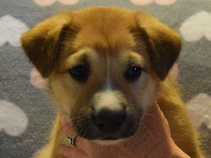 chinook puppy